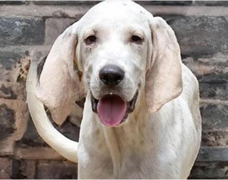 Ghost, a Adoptable mixed breed in Lago Vista, TX image 1/2