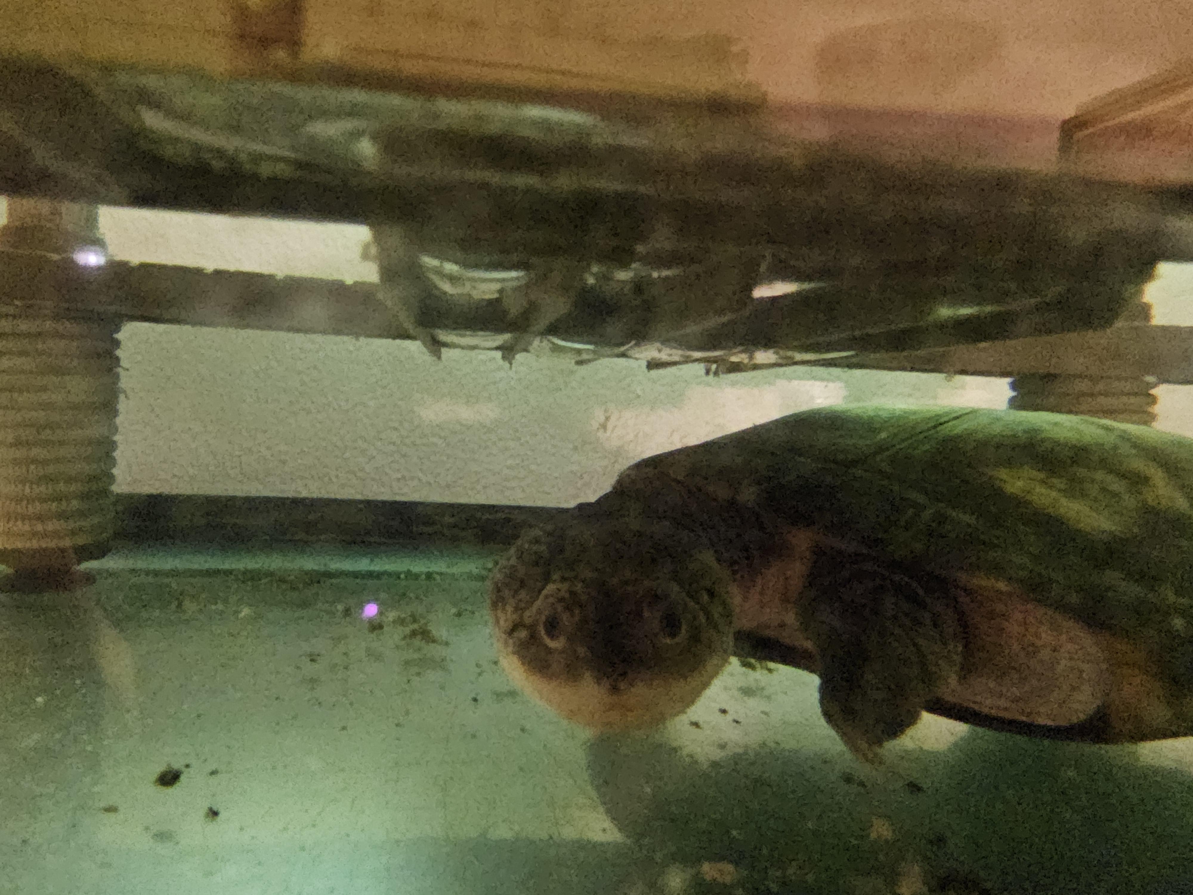 Enlarge Hermes, a Adoptable Soft Shell in New Market, MN image 1/2