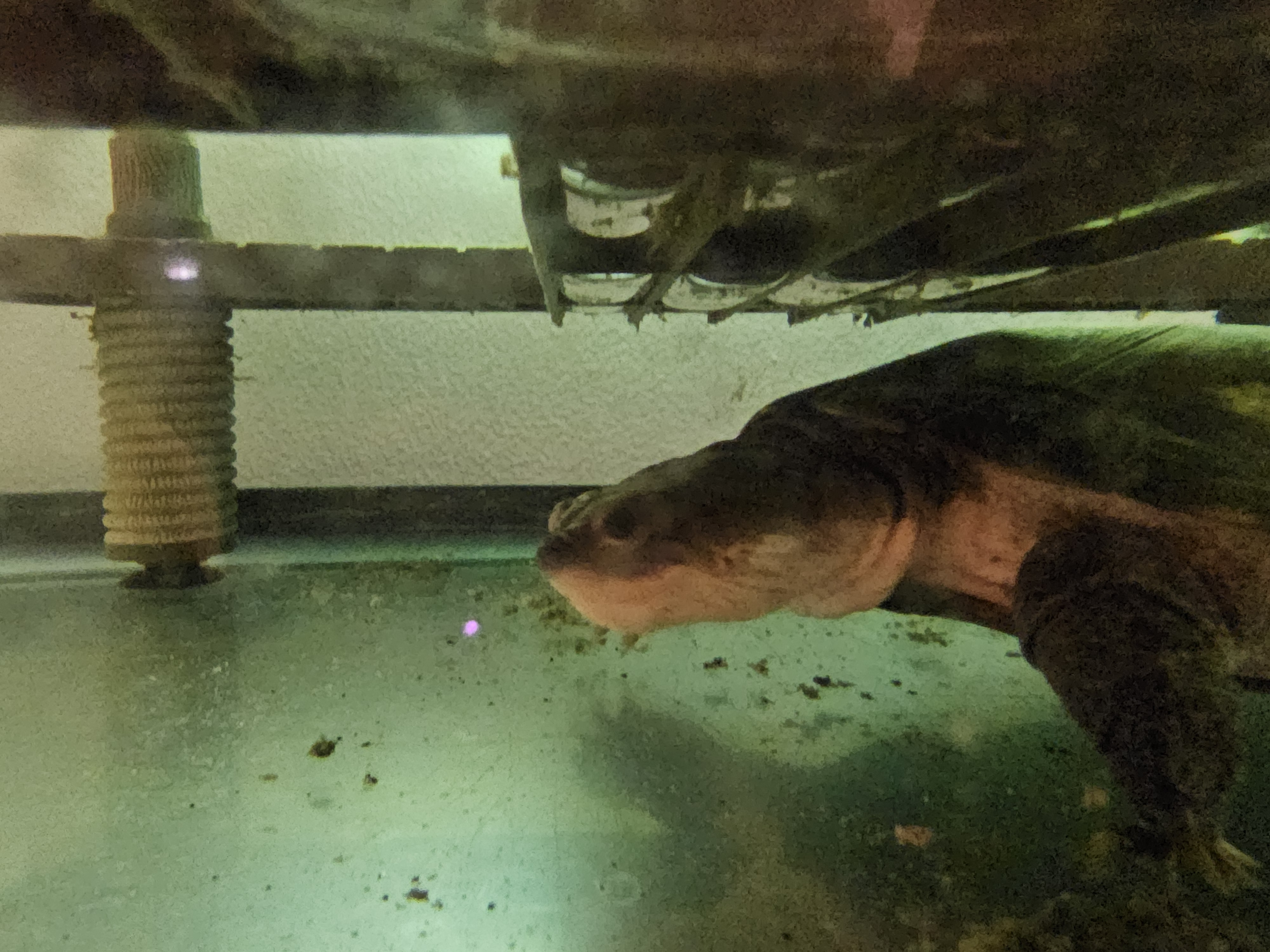 Enlarge Hermes, a Adoptable Soft Shell in New Market, MN image 2/2