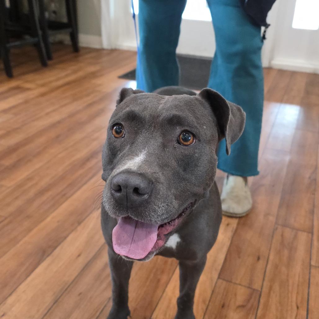 Enlarge Story, a Adoptable Pit Bull Terrier in Ojai, CA image 1/2