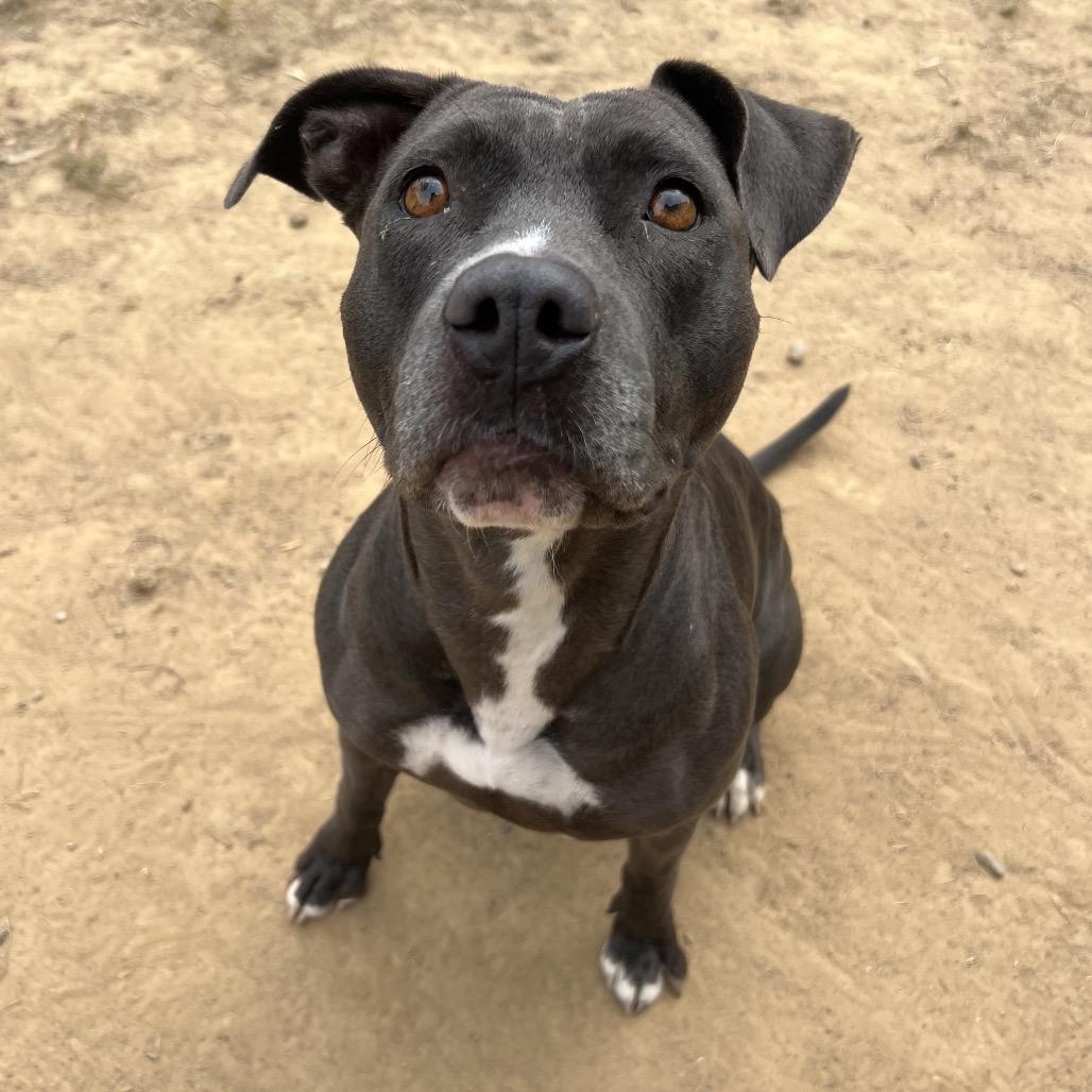 Enlarge Story, a Adoptable Pit Bull Terrier in Ojai, CA image 2/2