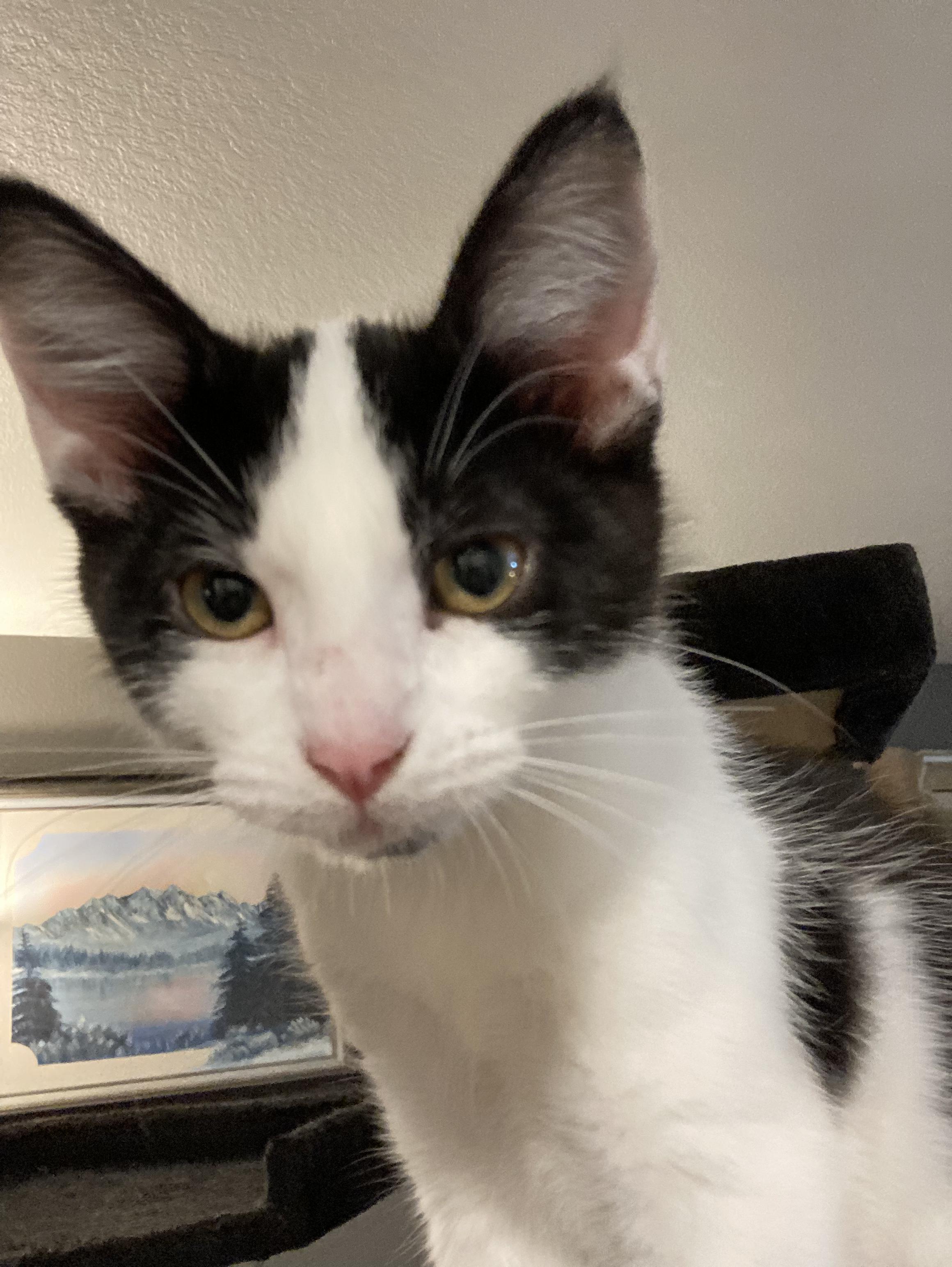 Spicy, a Adoptable Tuxedo in Springfield, OR image 1/5