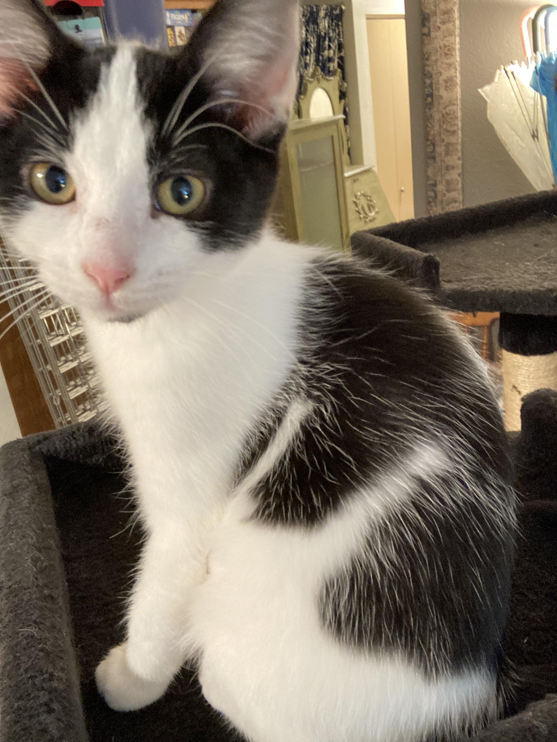 Suzie, Adoptable, Kitten Female Tuxedo.