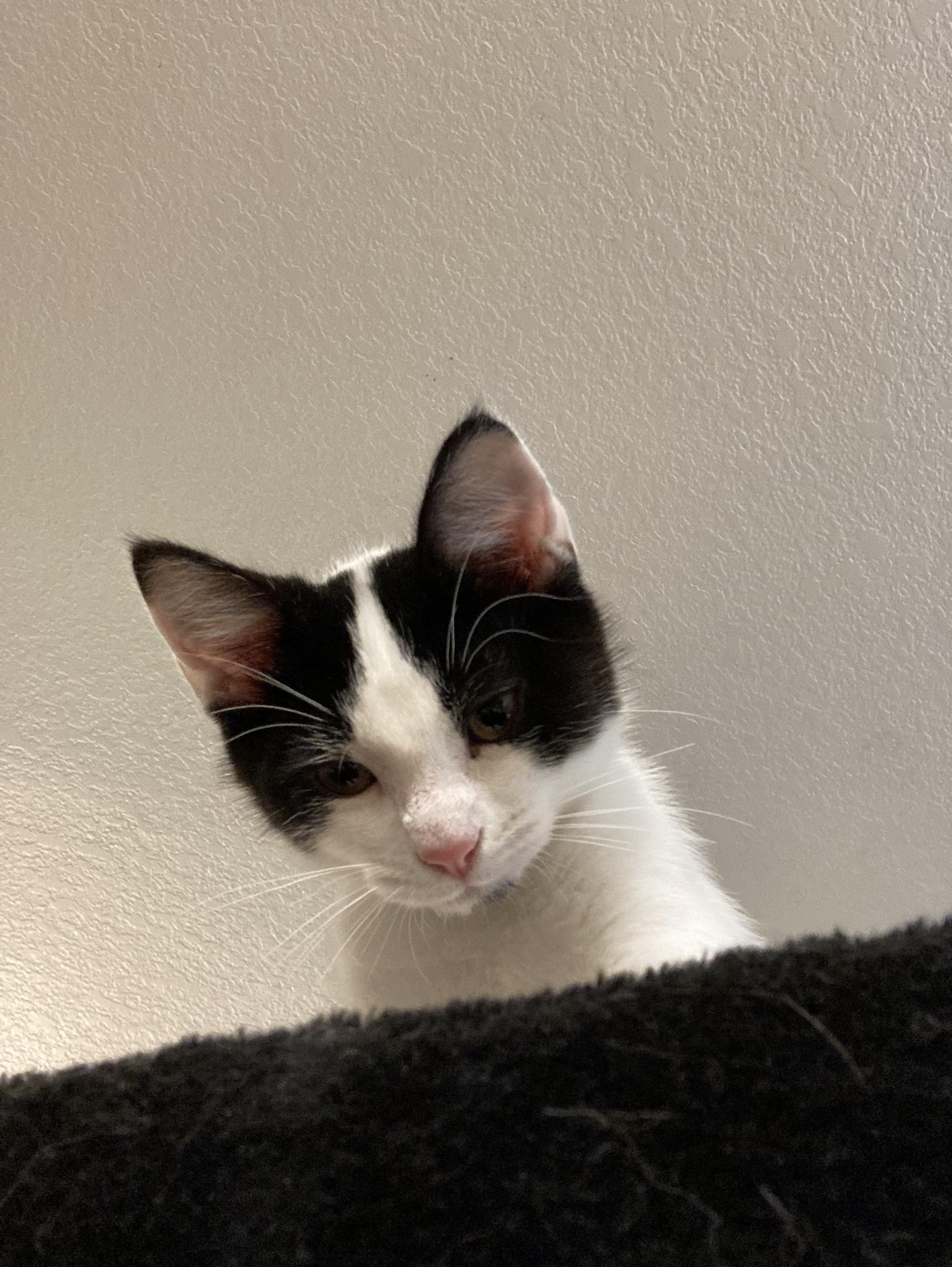 Spicy, a Adoptable Tuxedo in Springfield, OR image 3/5