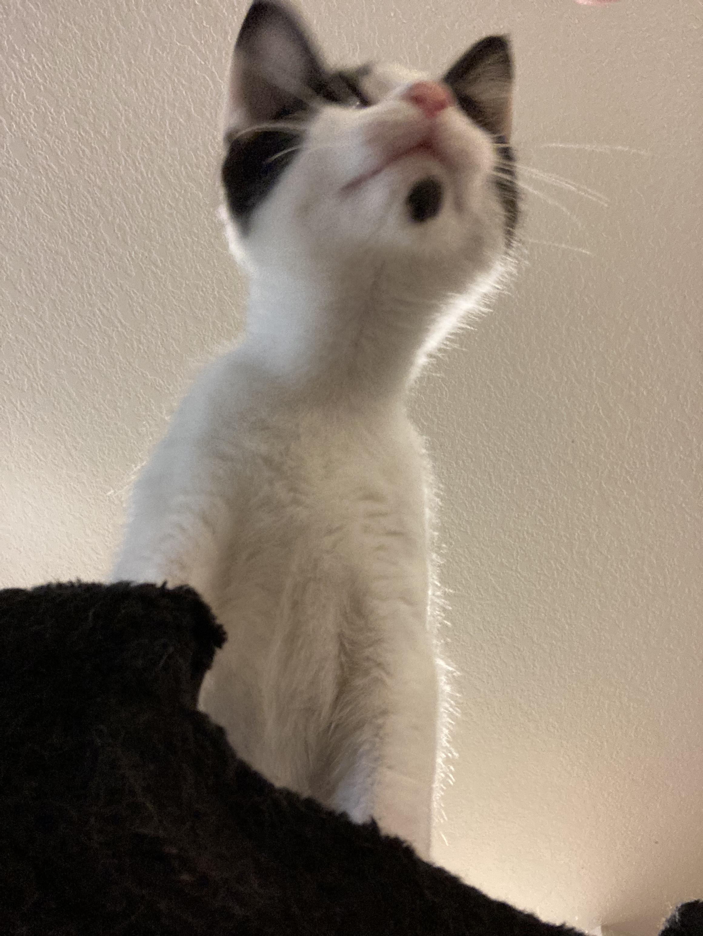 Spicy, a Adoptable Tuxedo in Springfield, OR image 4/5