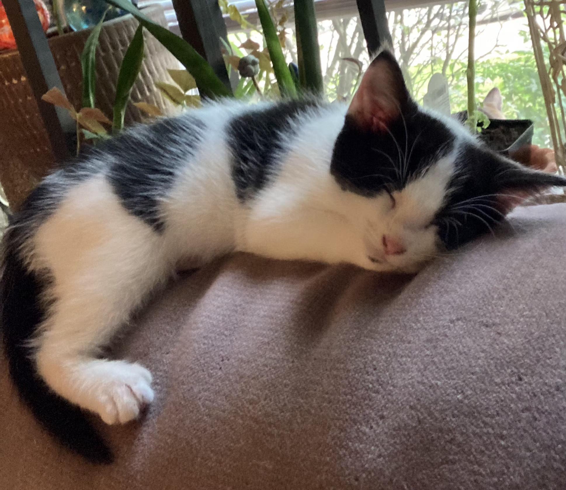 Spicy, Adoptable, Kitten Female Tuxedo.