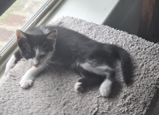 Enlarge Cotton, an adopted Domestic Medium Hair in Lafayette, LA image 3/5