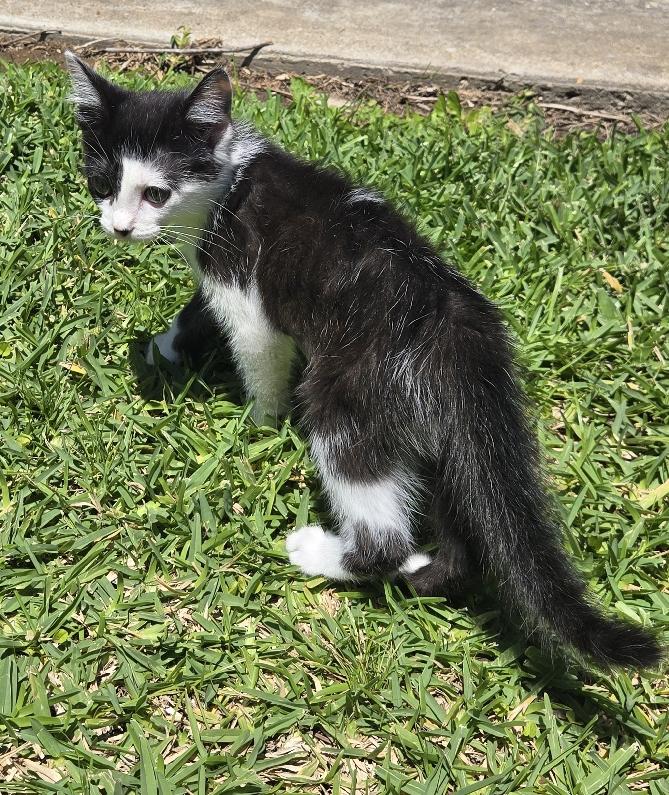 Enlarge Cotton, an adopted Domestic Medium Hair in Lafayette, LA image 4/5