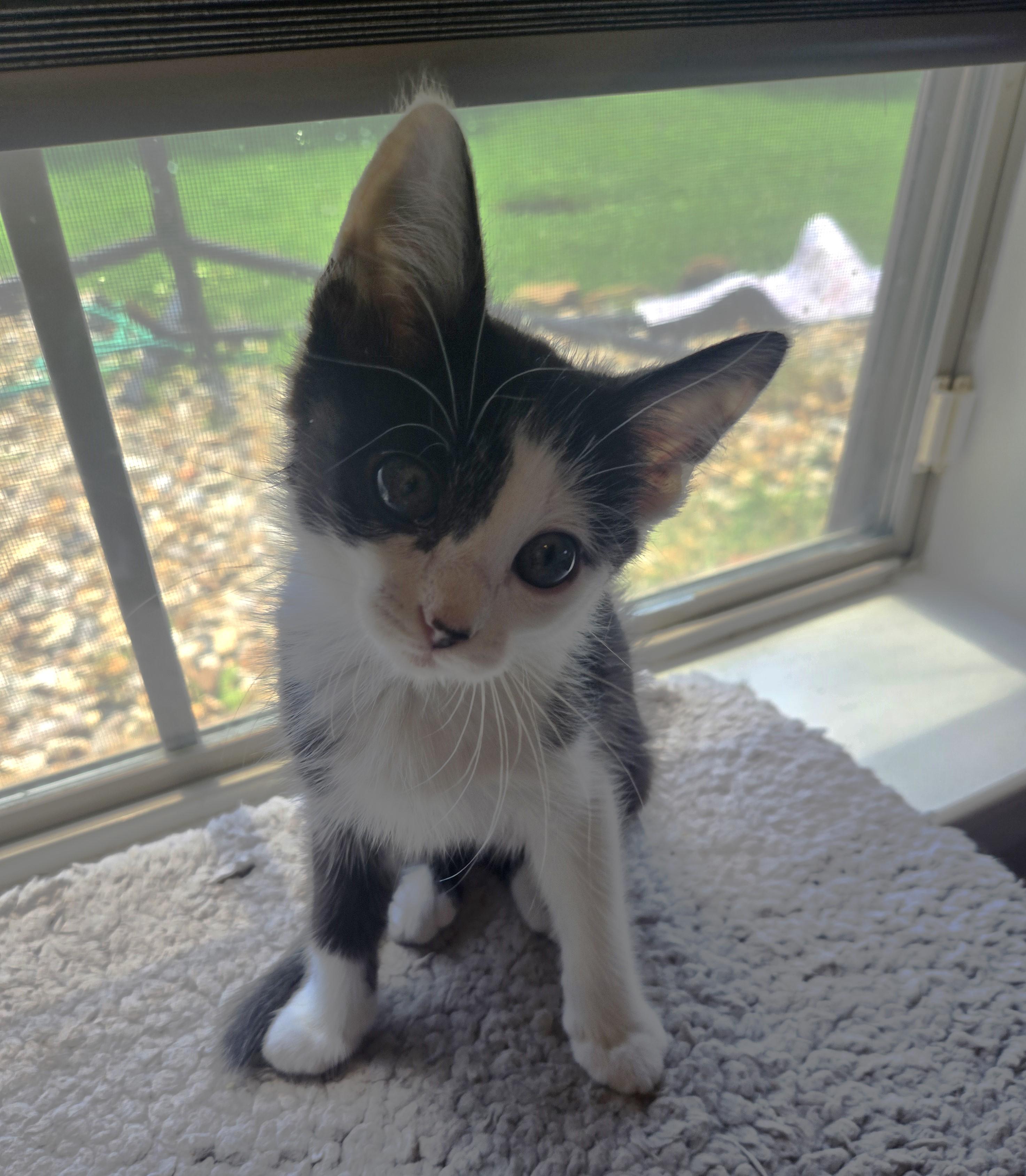 Cotton, adopted, Kitten Female Domestic Medium Hair.