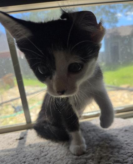 Enlarge Cotton, an adopted Domestic Medium Hair in Lafayette, LA image 2/5
