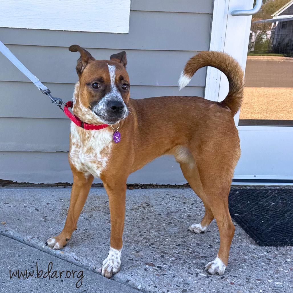 James, Adoptable, Adult Male Cattle Dog & Mixed Breed.