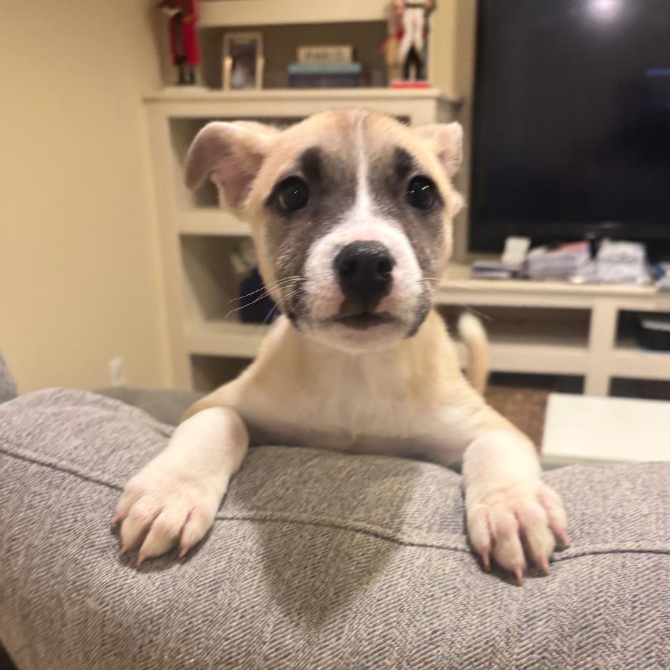 Zillienne, Adoptable, Puppy Female Mixed Breed.