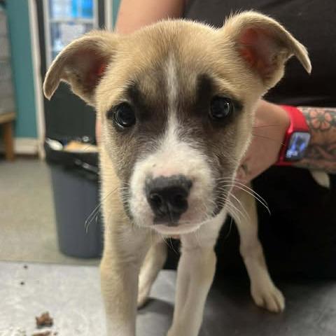 Enlarge Zillienne, a Adoptable Mixed Breed in Fredericksburg, VA image 2/6