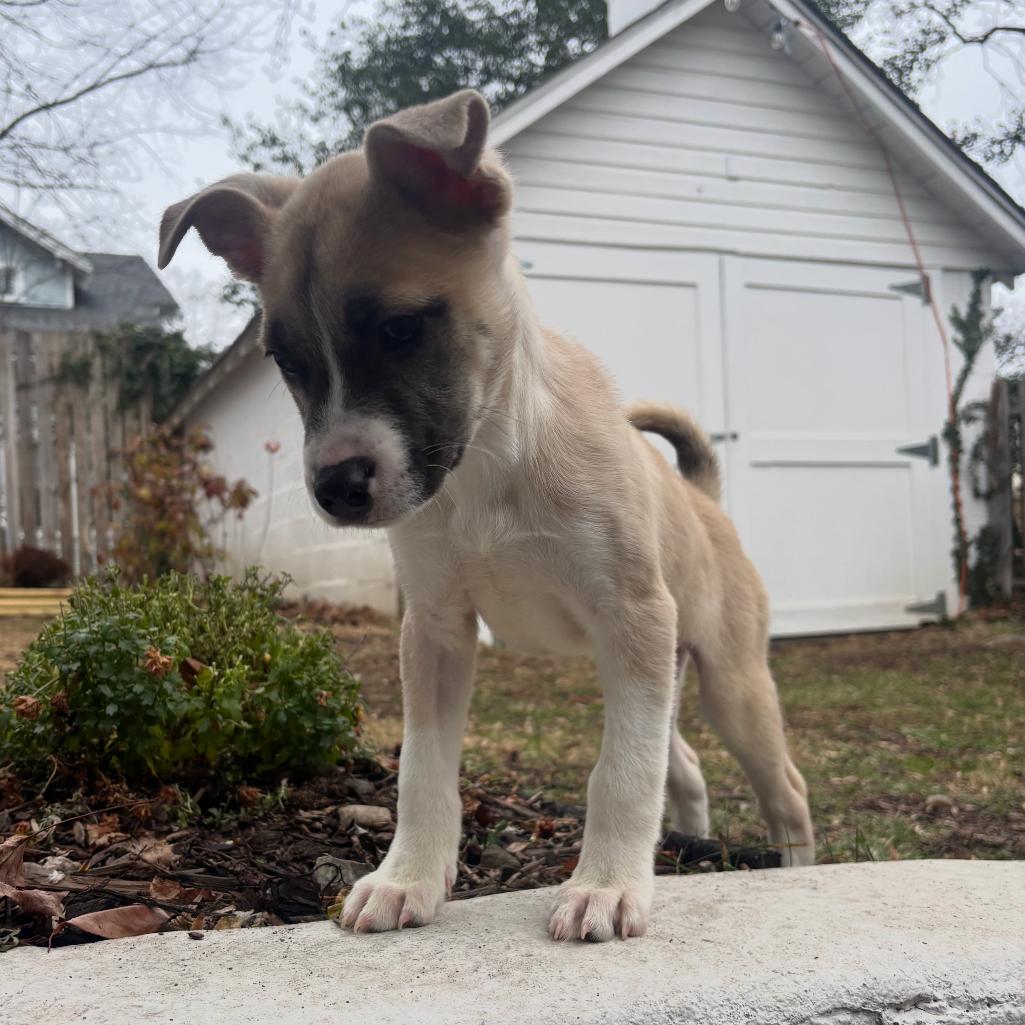 Enlarge Zillienne, a Adoptable Mixed Breed in Fredericksburg, VA image 3/6