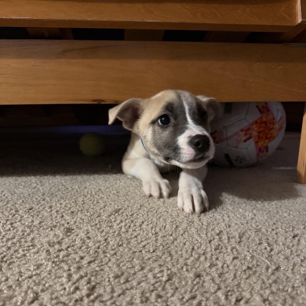 Enlarge Zillienne, a Adoptable Mixed Breed in Fredericksburg, VA image 4/6