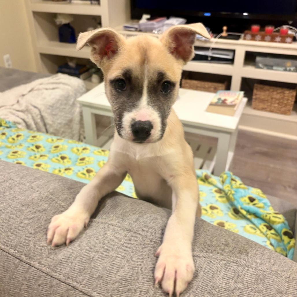 Enlarge Zillienne, a Adoptable Mixed Breed in Fredericksburg, VA image 5/6