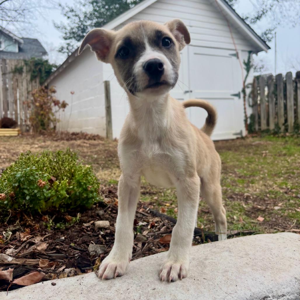 Enlarge Zillienne, a Adoptable Mixed Breed in Fredericksburg, VA image 6/6