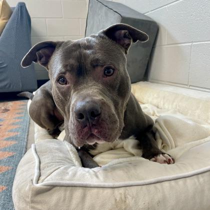 Enlarge Mort, a Adoptable American Staffordshire Terrier in Wheaton, IL image 1/3