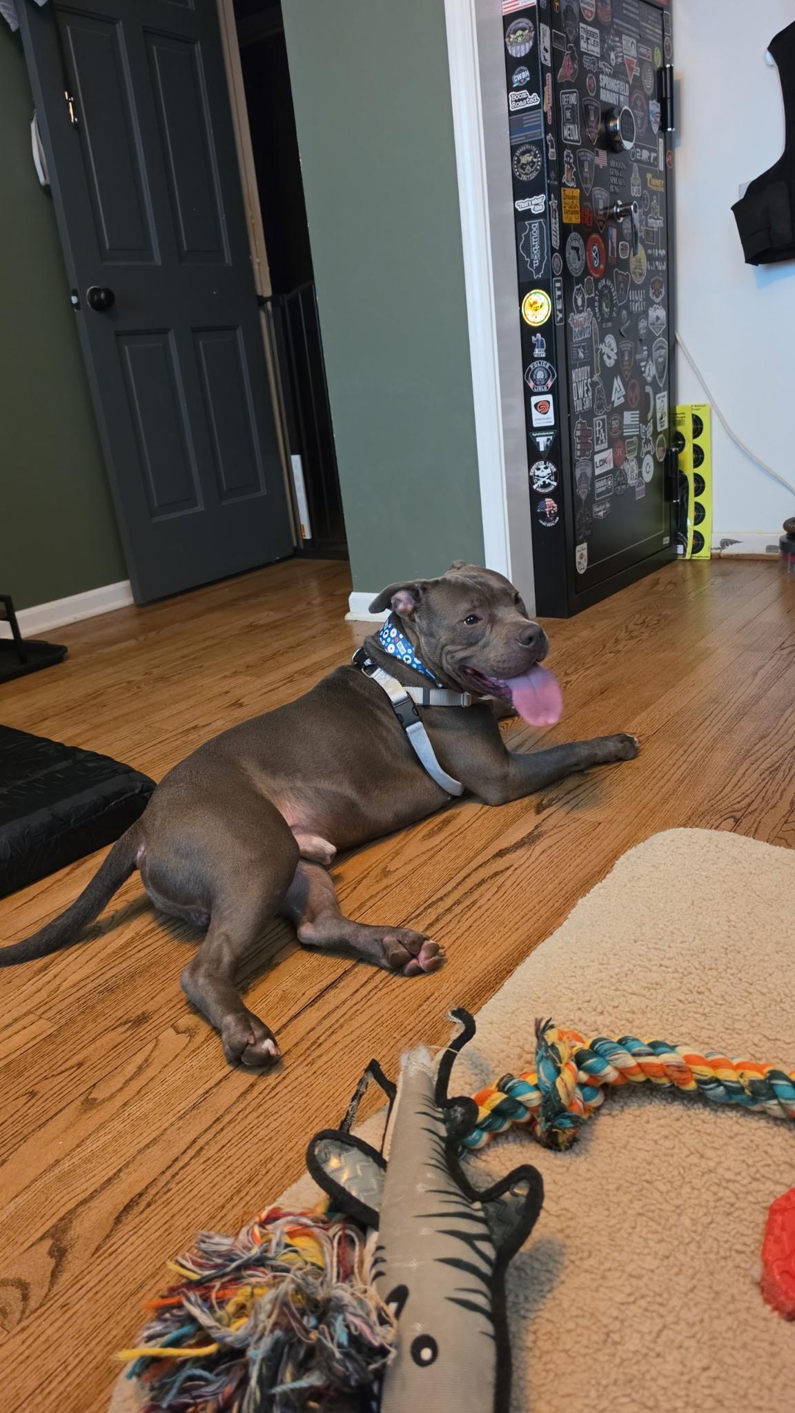 Enlarge Mort, a Adoptable American Staffordshire Terrier in Wheaton, IL image 2/3