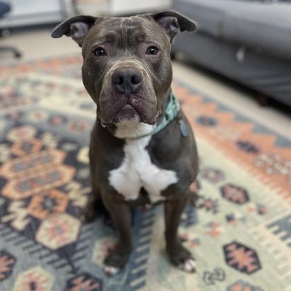 Enlarge Mort, a Adoptable American Staffordshire Terrier in Wheaton, IL image 3/3