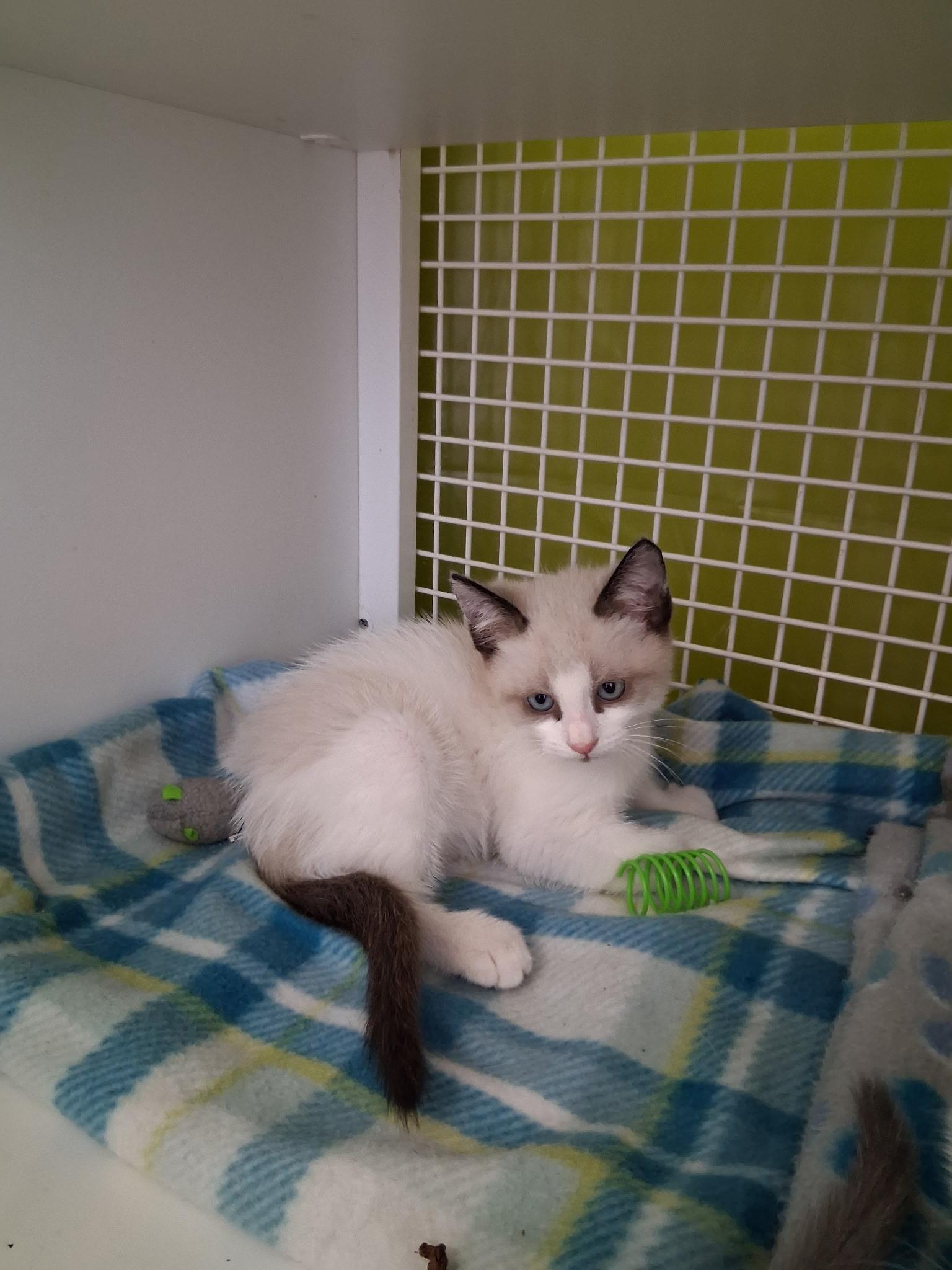 Dewey, adopted, Kitten Male Siamese & Domestic Short Hair.