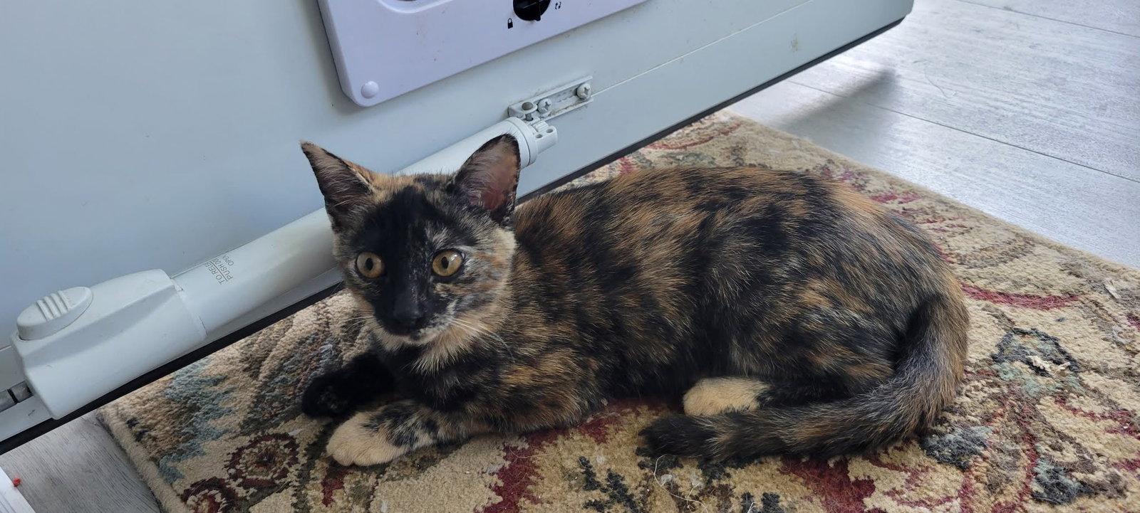 Cinnamon, Adoptable, Young Female American Shorthair.