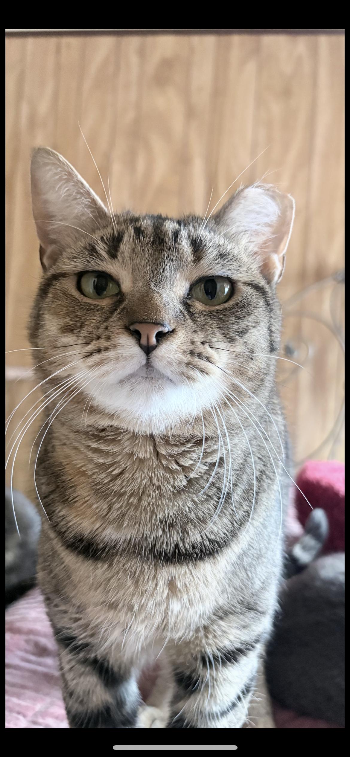 Enlarge Tabitha, a ADOPTABLE Domestic Short Hair in South Ozone Park, NY image 3/3