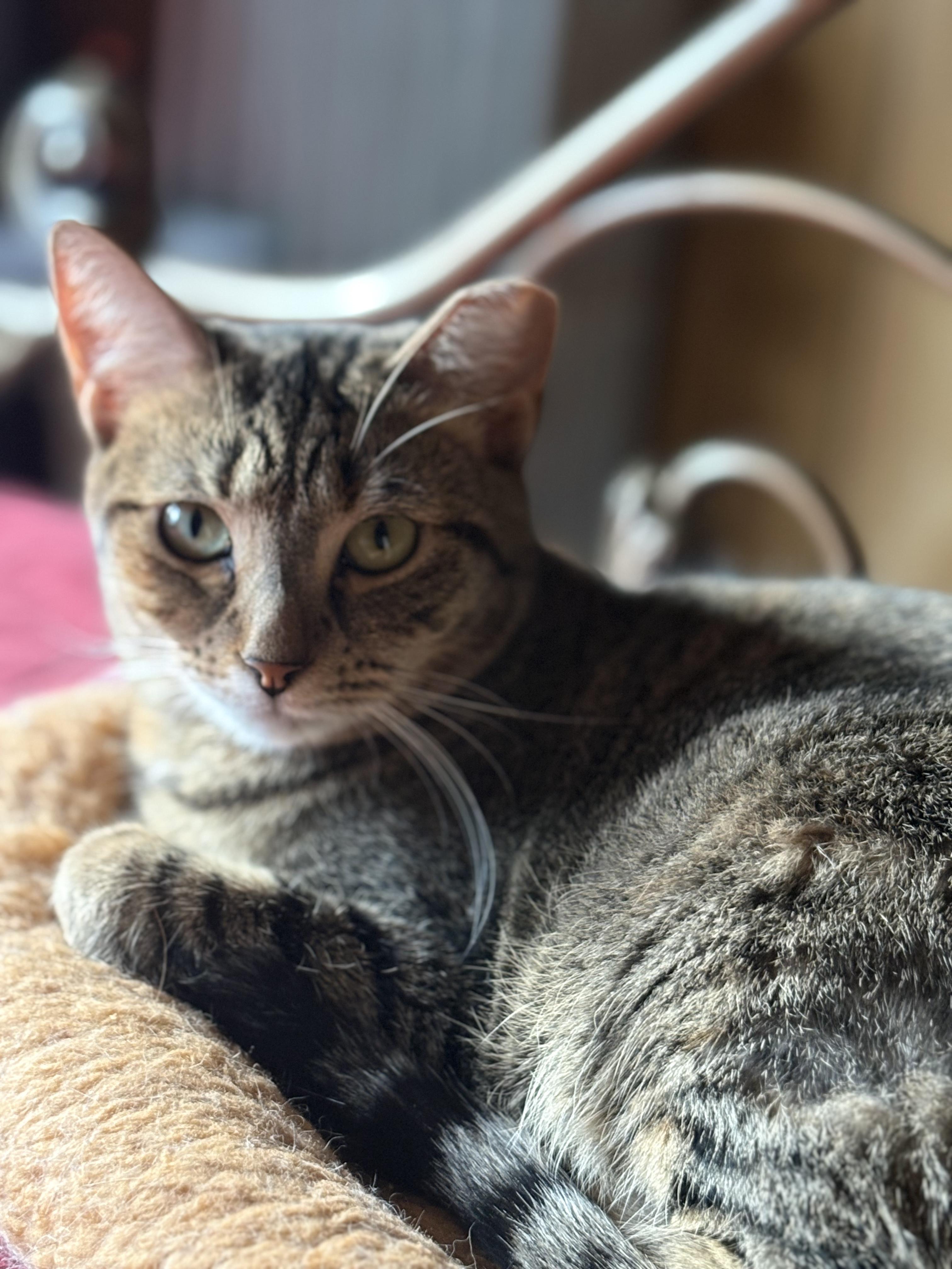 Enlarge Tabitha, a ADOPTABLE Domestic Short Hair in South Ozone Park, NY image 1/3