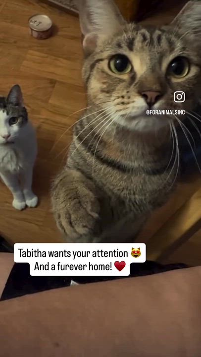 Enlarge Tabitha, a ADOPTABLE Domestic Short Hair in South Ozone Park, NY video 2/3