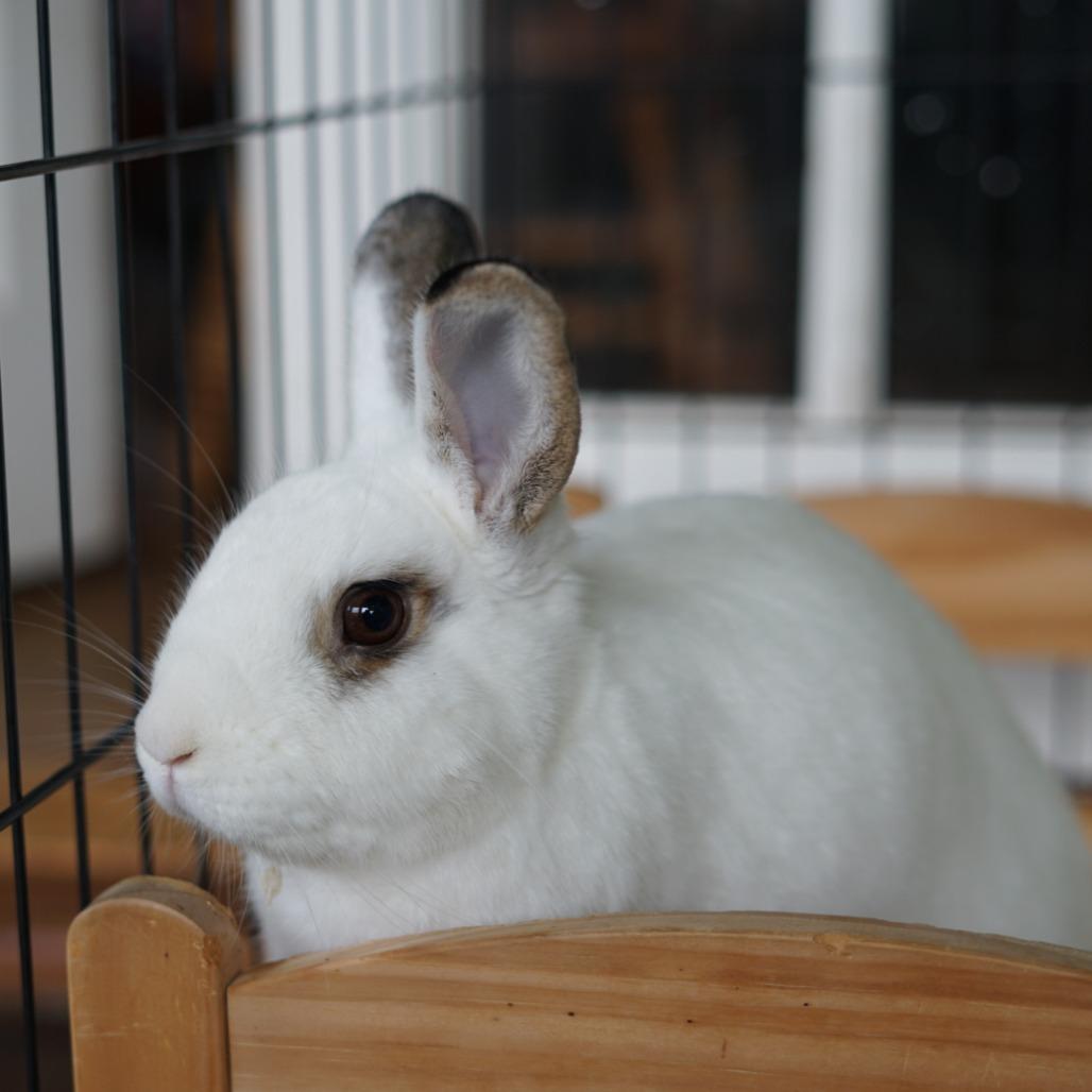 Enlarge Motherboard, a Adoptable American in Richmond, CA image 3/6