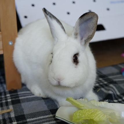 Enlarge Motherboard, a Adoptable American in Richmond, CA image 3/6