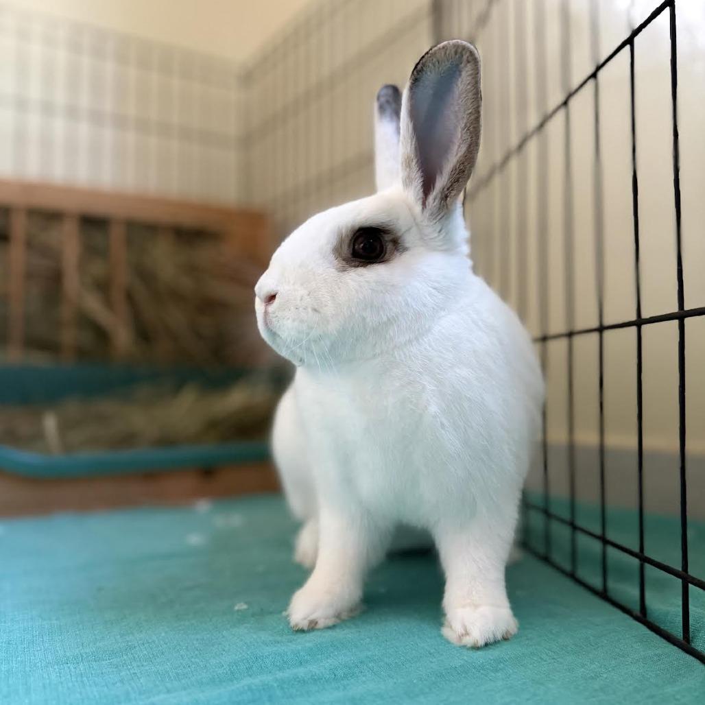 Enlarge Motherboard, a Adoptable American in Richmond, CA image 3/6