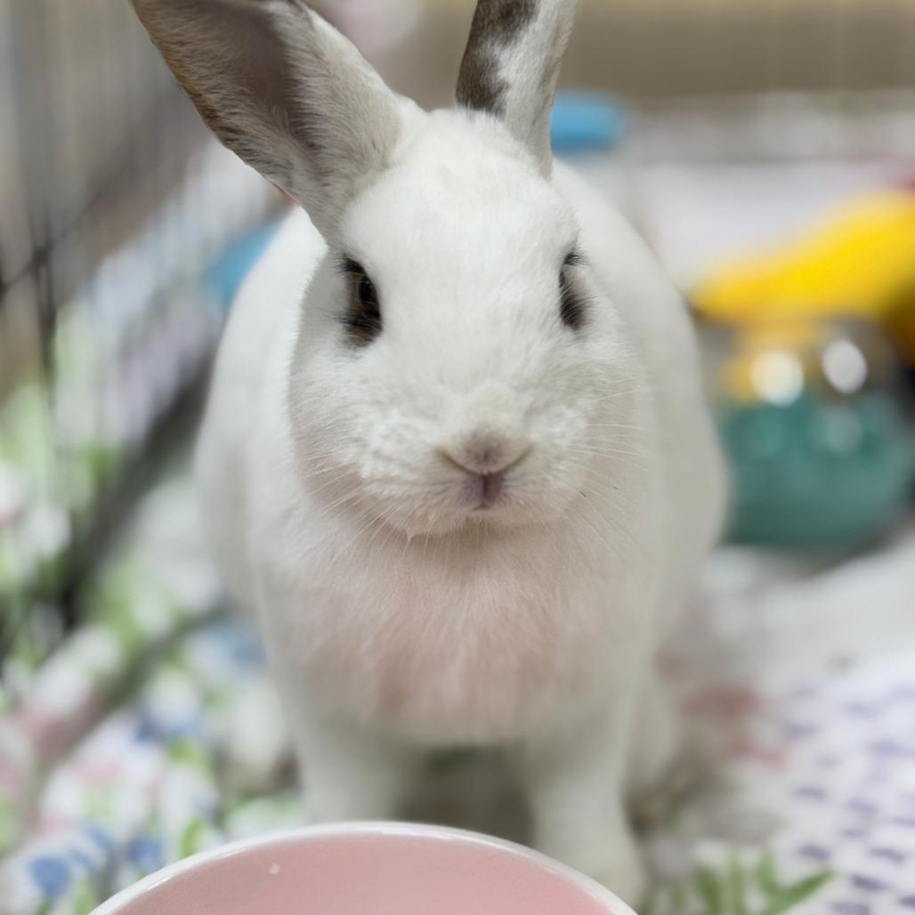 Enlarge Motherboard, a Adoptable American in Richmond, CA image 4/6