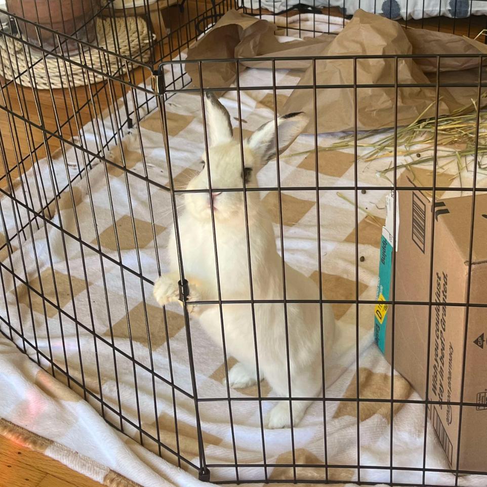 Enlarge Motherboard, a Adoptable American in Richmond, CA image 6/6