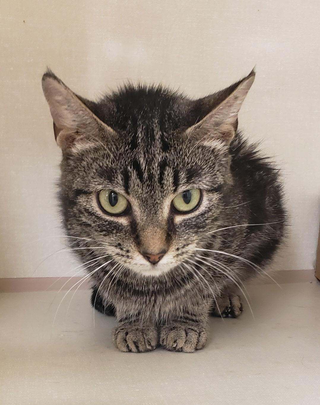 Nimbus, Adult Female Domestic Short Hair