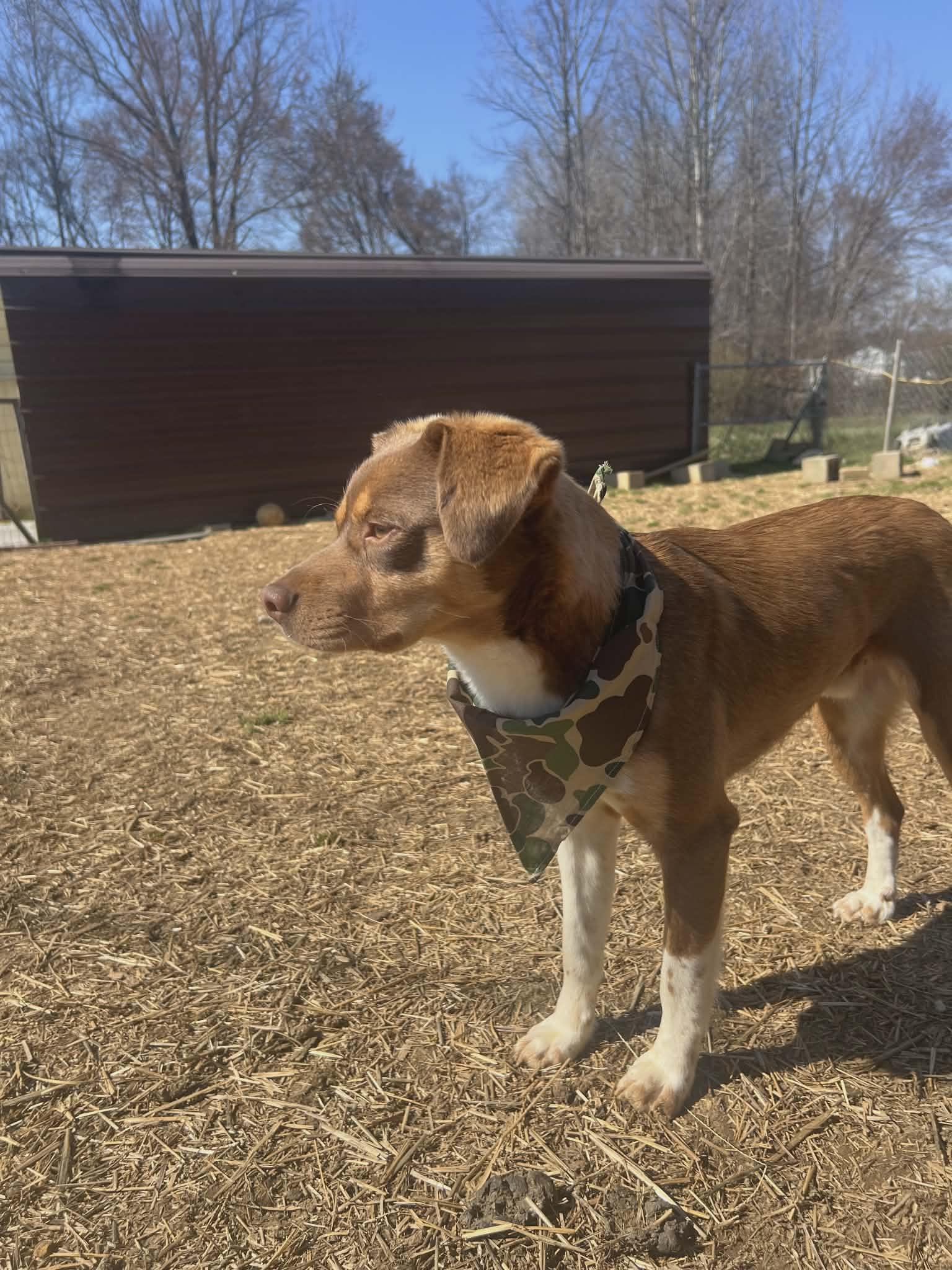 Chewy — thumbnail 2