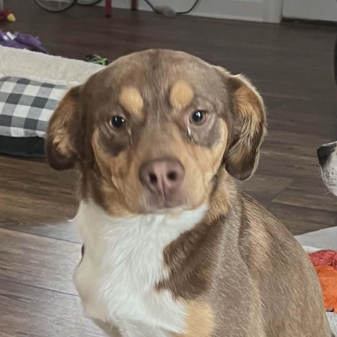 Chewy — thumbnail 3