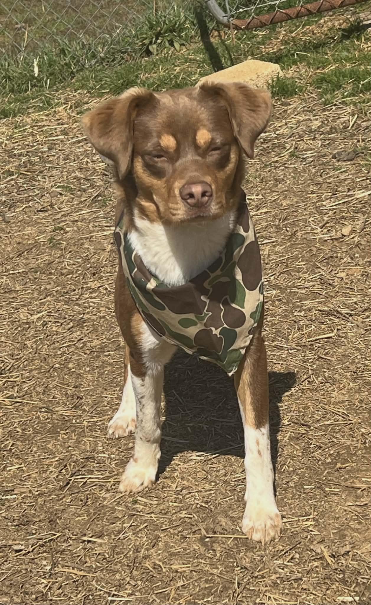 Chewy — thumbnail 4