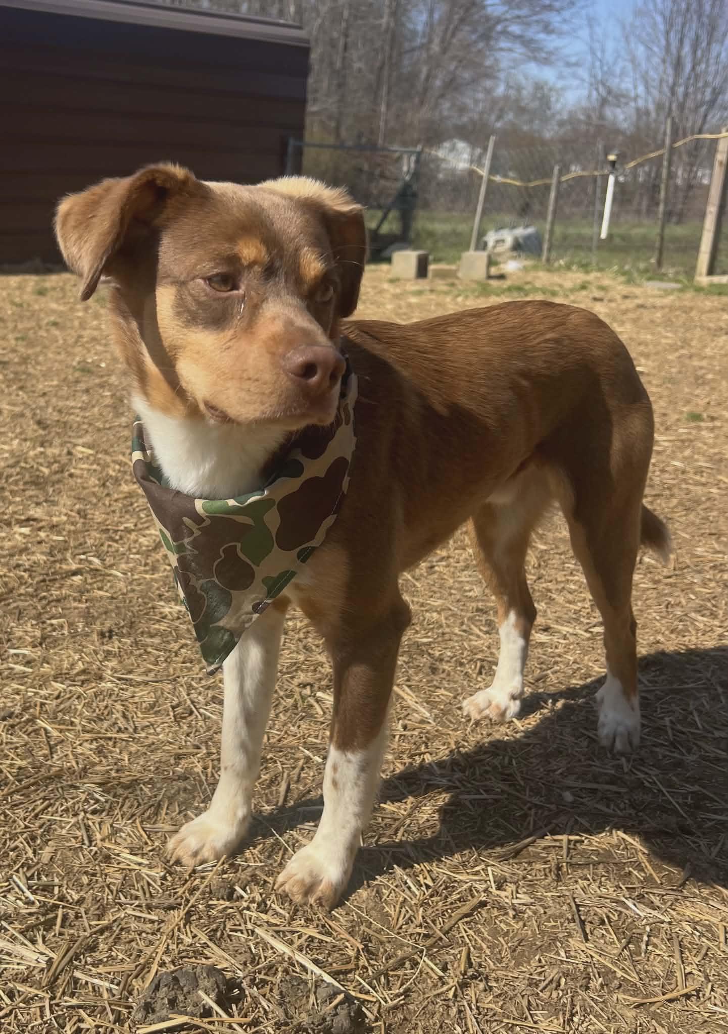 Chewy — thumbnail 5