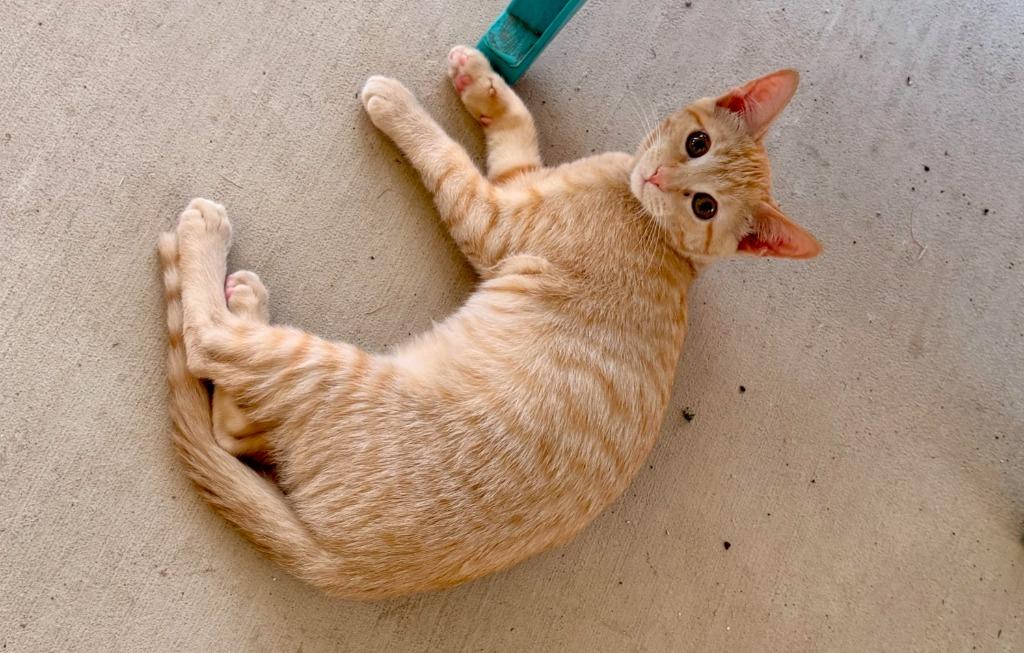 Sunkist(Trish), Adoptable, Kitten Female Domestic Short Hair.