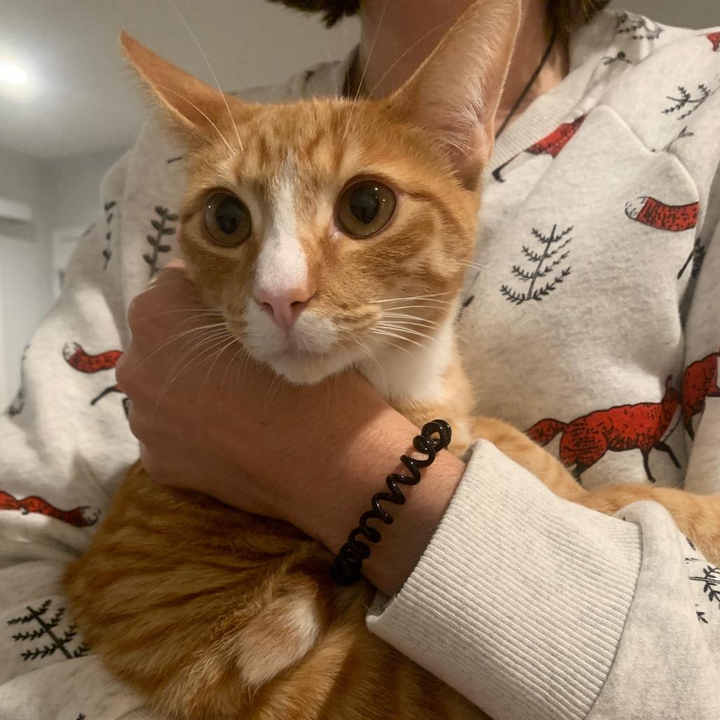 Jack, Adoptable, Young Male Domestic Short Hair.