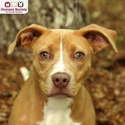 Enlarge Fleur, a ADOPTABLE mixed breed in Nashua, NH image 1/1