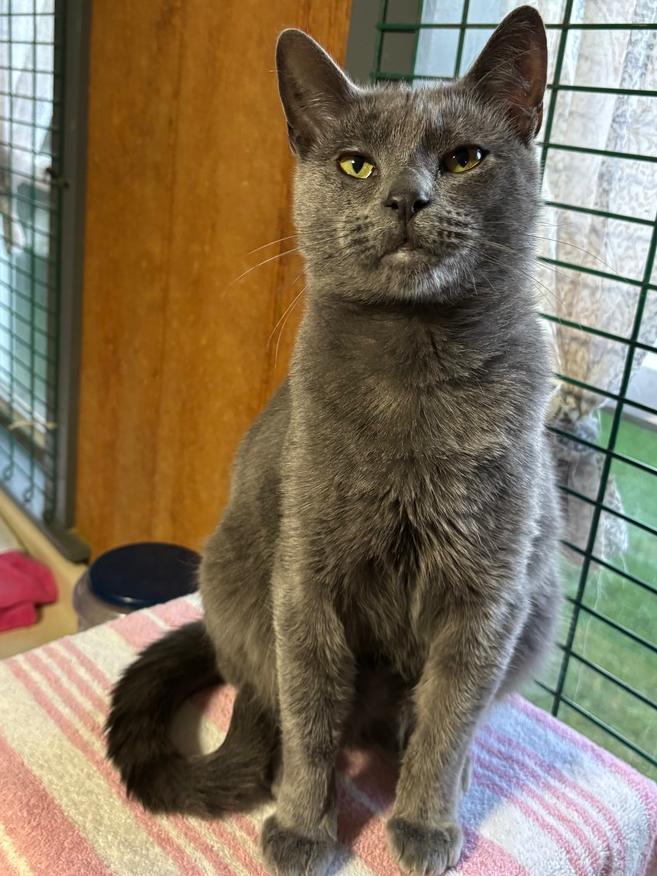 Enlarge DALLAS, a Adoptable mixed breed in New Woodstock, NY image 1/5