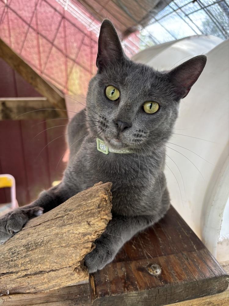 Enlarge DALLAS, a Adoptable mixed breed in New Woodstock, NY image 2/5