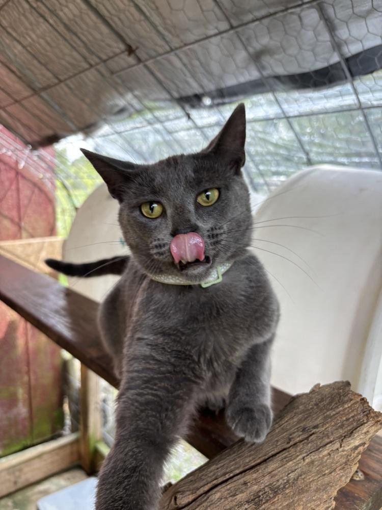 Enlarge DALLAS, a Adoptable mixed breed in New Woodstock, NY image 3/5