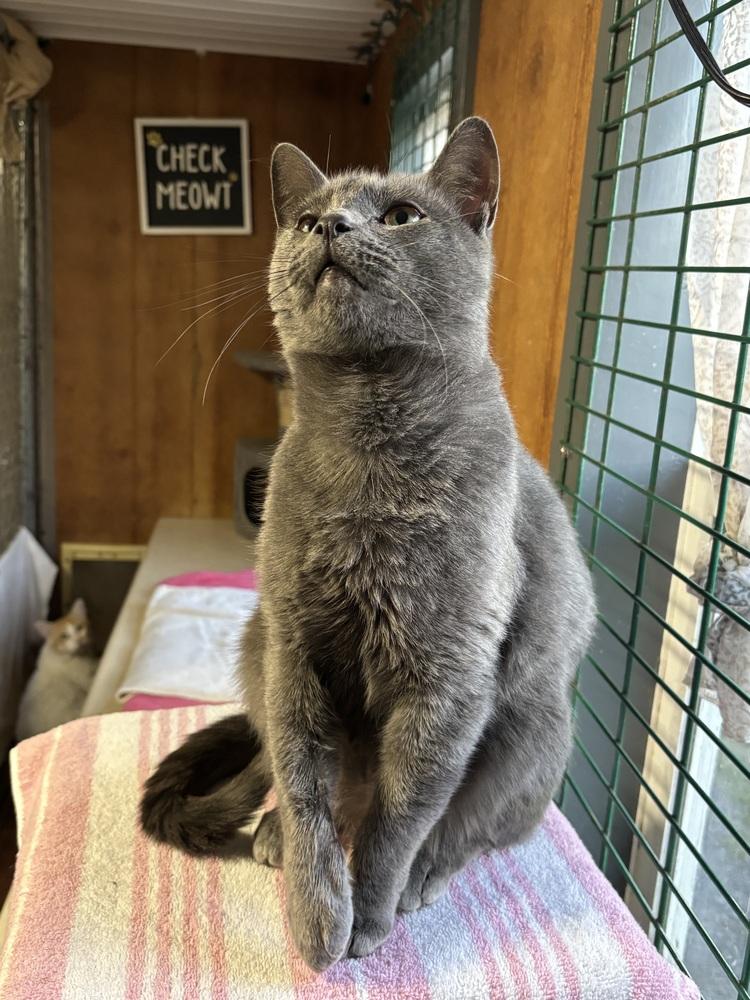 Enlarge DALLAS, a Adoptable mixed breed in New Woodstock, NY image 4/5