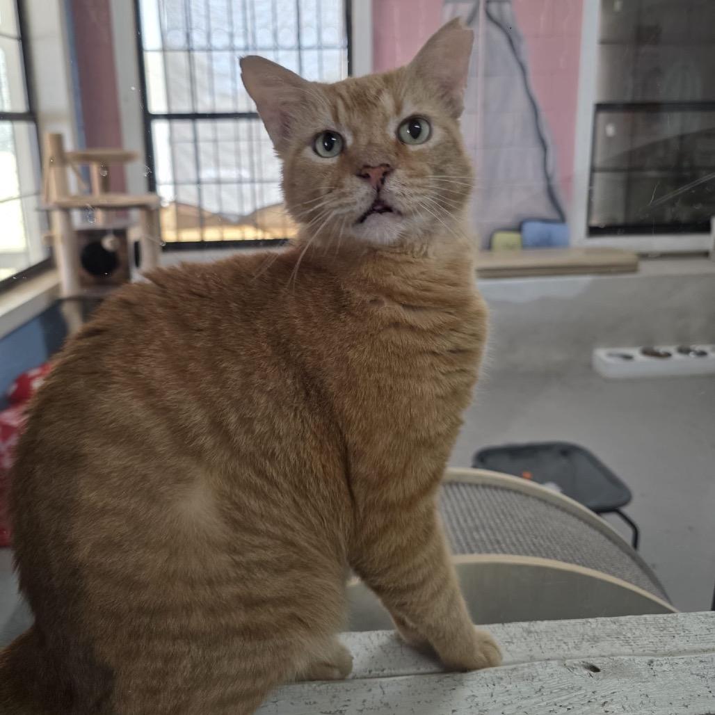Tom, Adoptable, Senior Male Domestic Short Hair.