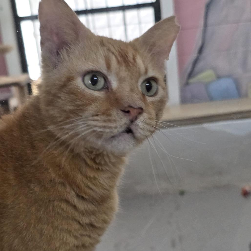 Enlarge Tom, a Adoptable Domestic Short Hair in Laredo, TX image 2/6