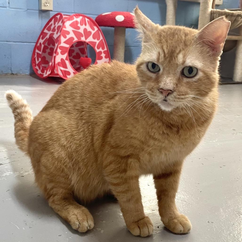 Enlarge Tom, a Adoptable Domestic Short Hair in Laredo, TX image 3/6