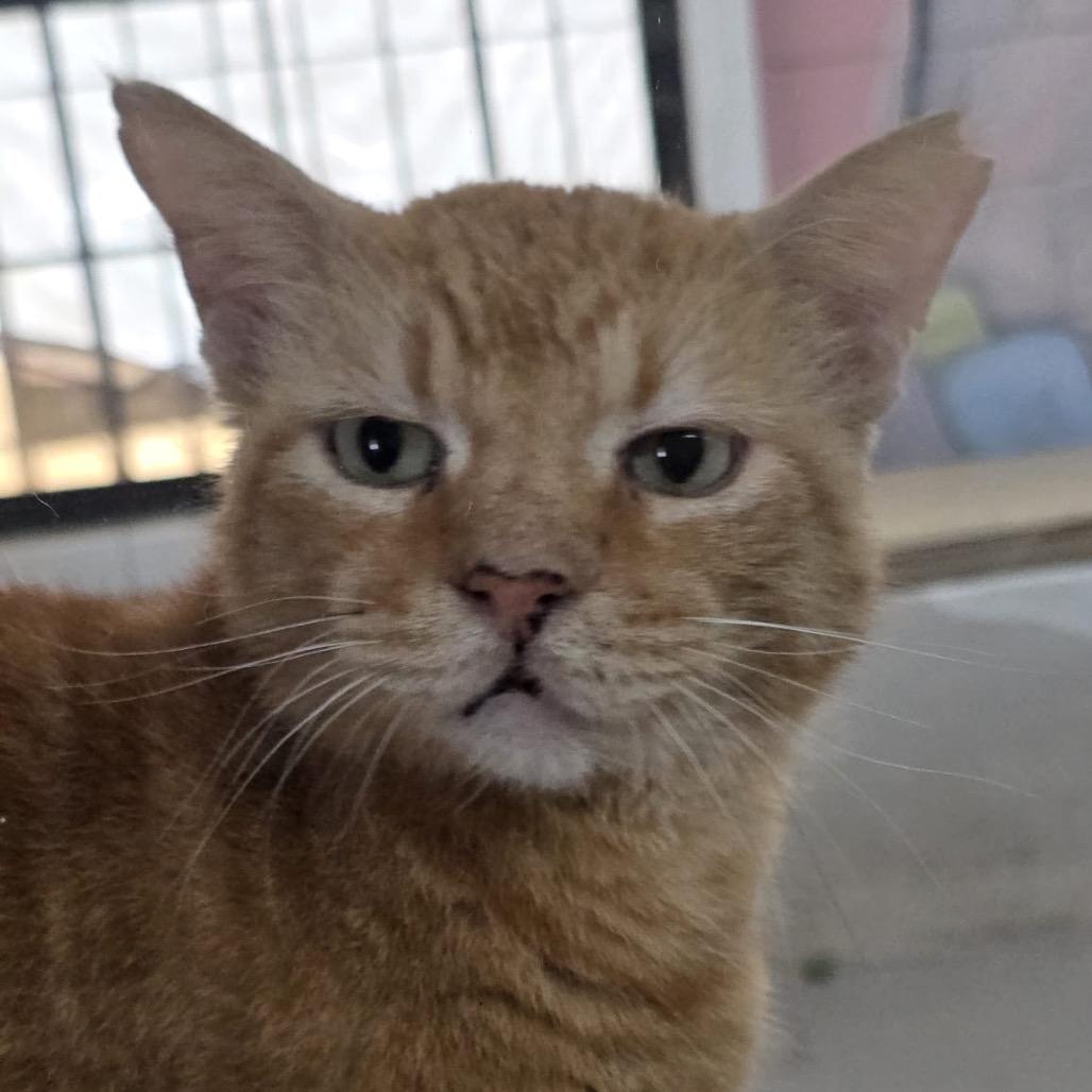 Enlarge Tom, a Adoptable Domestic Short Hair in Laredo, TX image 4/6